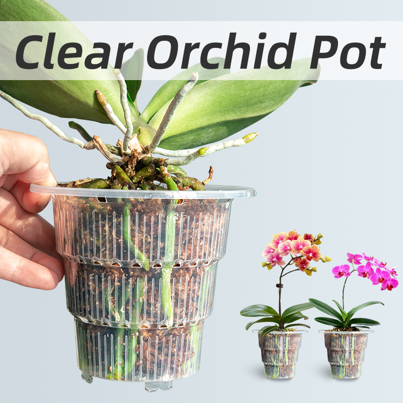 구멍과 접시가 있는 투명 플라스틱 난초 화분, 작은 난 - Aloe Vera Pot 리뷰 및 가격