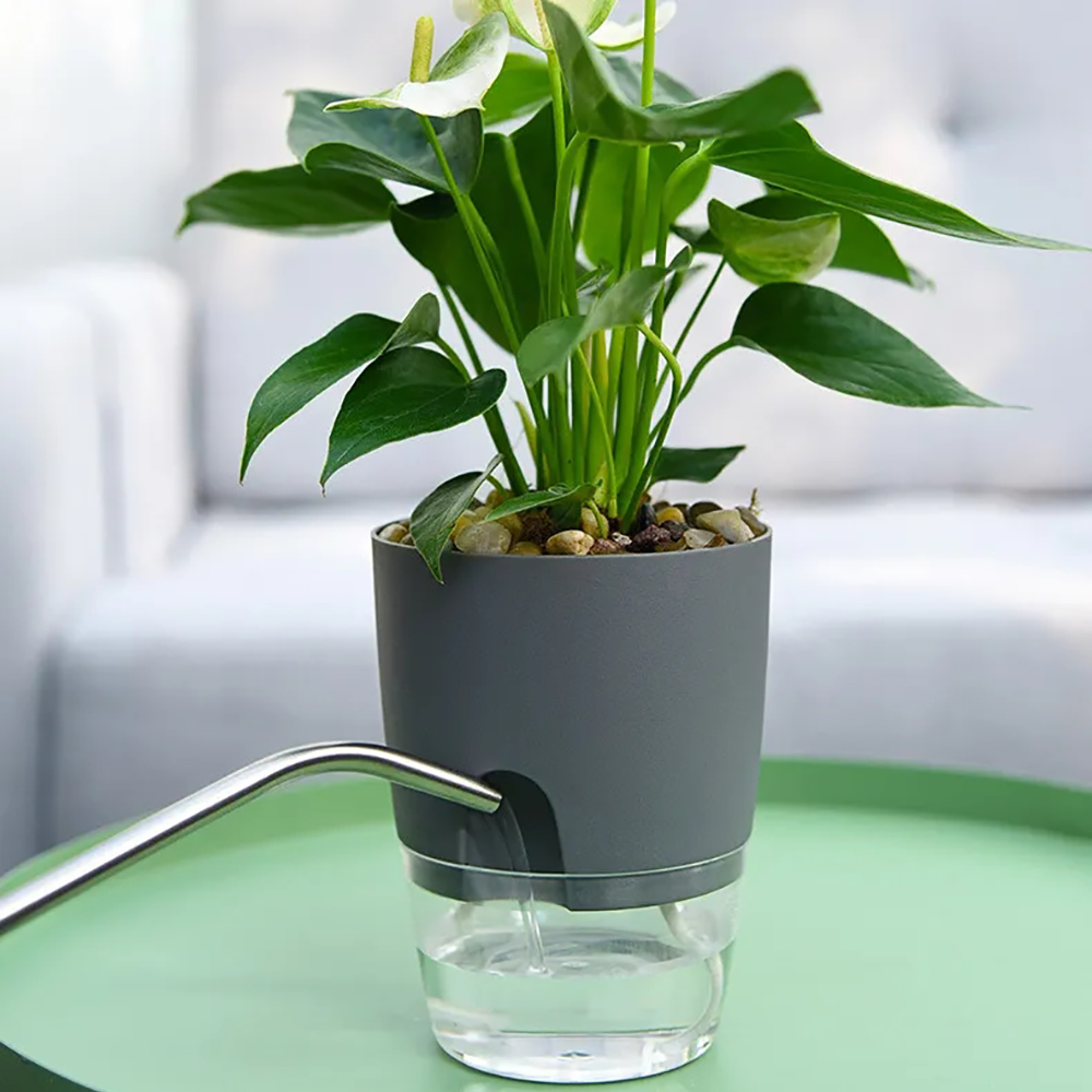 투명한 이중층 플라스틱 화분 자체 급수 화분 코튼 로프 - Aloe Vera Pot 리뷰 및 가격