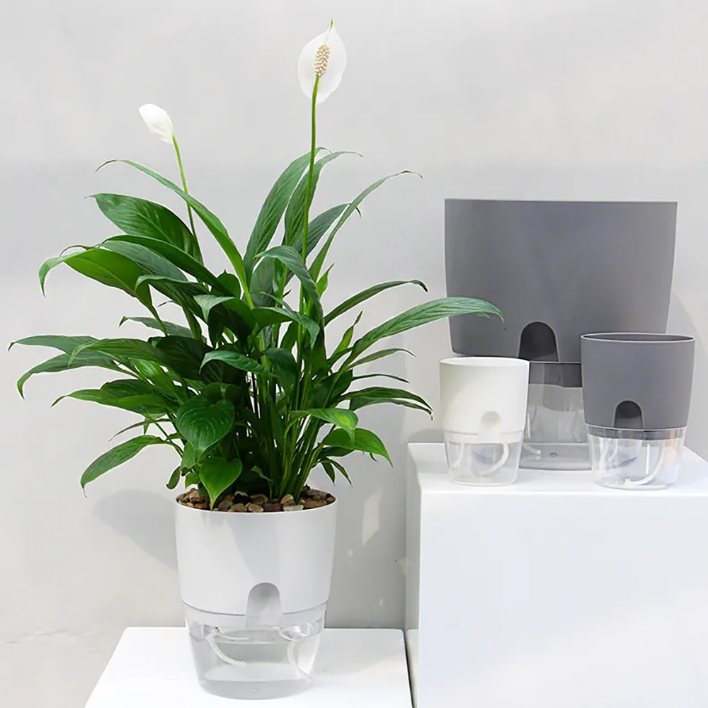 투명한 이중층 플라스틱 화분 자체 급수 화분 코튼 로프 - Aloe Vera Pot 리뷰 및 가격
